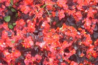 wild_wicklow